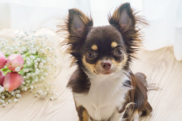 注文住宅を建てたい！愛犬が暮らしやすい家を建てる6つのポイントをご紹介！